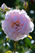 DSC_5000.webp