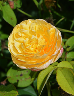 DSC_5020.webp