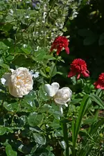 DSC_5021.webp