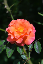 DSC_5023.webp