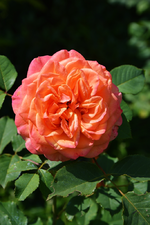 DSC_5028.webp