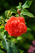 DSC_5030.webp