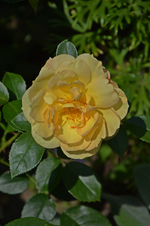 DSC_5043.webp