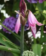 Garten Ritterstern.webp