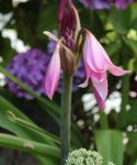 Garten Ritterstern.jpg