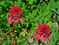 DSC_5035.webp