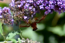 Schmetterlinge_0002.webp