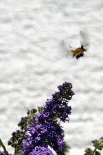 Schmetterlinge_0003.webp