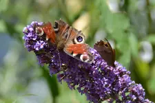 Schmetterlinge_0004.webp
