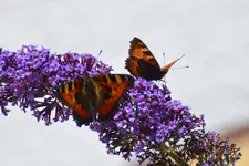 Schmetterlinge_0005.webp