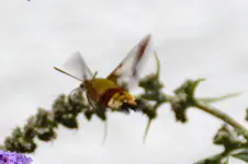 Schmetterlinge_0007.webp
