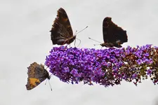 Schmetterlinge_0010.webp