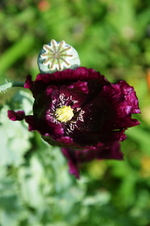 DSC_5019.webp