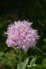DSC_5029.webp