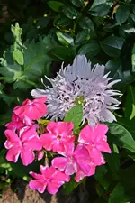 DSC_5039.webp