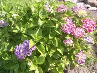 100_6876.webp