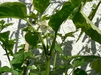 P1570370.webp