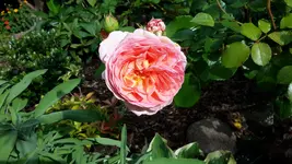 20150802_164515.webp