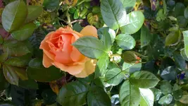 20150802_170612.webp