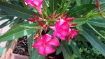 20150802_170730.jpg