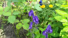 20150802_170703.webp