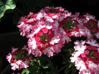 IMG_4366.webp