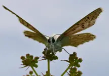 19.webp