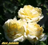 IMG_8972-002.webp