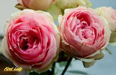 IMG_8981.webp