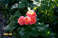 IMG_9051.webp