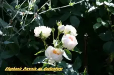 IMG_9048.webp