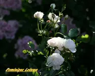 IMG_9053.webp