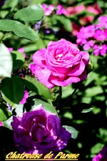 IMG_9110.webp