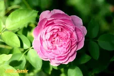 IMG_9108.webp