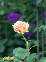 IMG_9076.webp