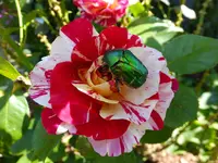 DSCF9402.webp