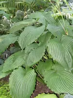 019_600x800.webp