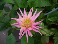 k-DSCI3722.webp