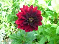k-DSCI3725.webp