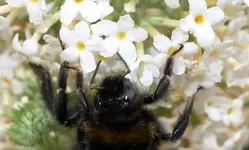white (32).webp