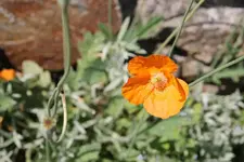 K800_IMG_1878 .webp