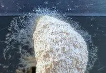 white (33).webp
