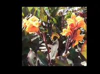 C.Wyoming Blüten.webp