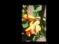 Tangerine Gerh. K. 2015.webp