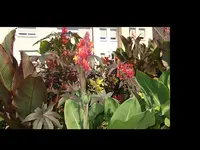 Div. Blüten Gerh. 2015.webp