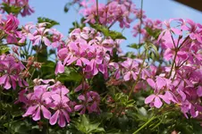 _DSC8902.webp