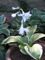 diana rememberet_600x800.webp