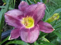 lila laune_1067x800.webp