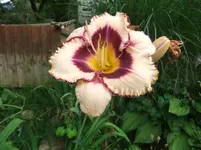 007.webp