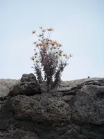 100_6450.webp